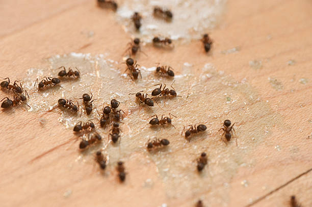 Best Pest Removal Services  in Francisville, KY